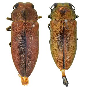 Diphucrania roseocuprea, PL2823, PL2062, female and male, from Dillwynia sericea, SL